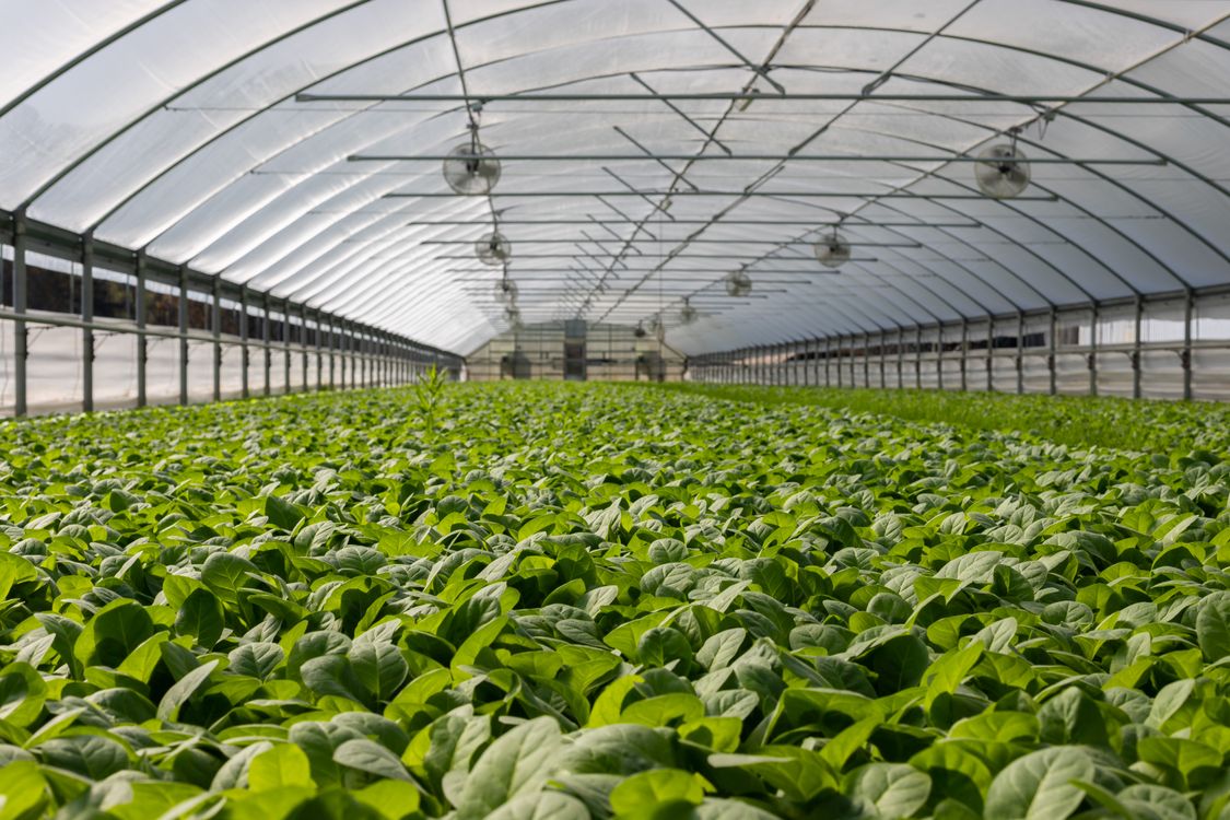 Plants growing inside a greenhouse